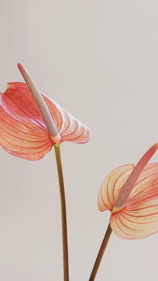 Instagram post from asmitabd_photography. This post is in position 3.